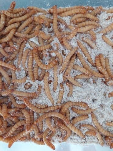 Quşlar, sürünənlər üçün əvəzolunmaz protein mənbəyi olan, sevimli lalafo.az -da Quşlar, sürünənlər üçün əvəzolunmaz protein mənbəyi olan, sevimli