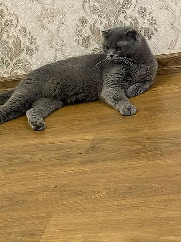 heyvanlar cütləşməsi: Şotland yastı qulaq, Dişi, Yaxşı əllərə, Ödənişli çatdırılma — 1