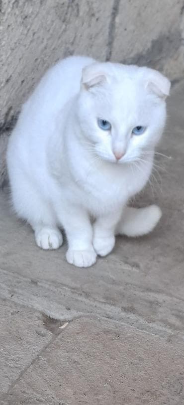 heyvanlar satışı: Ağ rəngli, mavi gözlü pişik - Qarma-qarışıq olmayan, tam ağ tüklü — 2