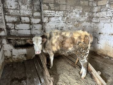 Daraq panellər: Dana, buzov, Dişi, ay: 4, Ətlik — 6