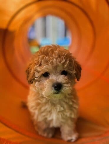 Pişiklər: F1 Maltipo Balalari satisda Diwi erkek var 2 ayliq temiz saf qan — 1