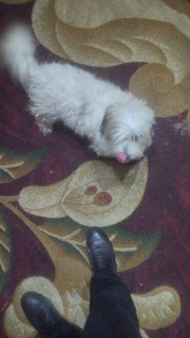 Pekines, 1 il, Dişi