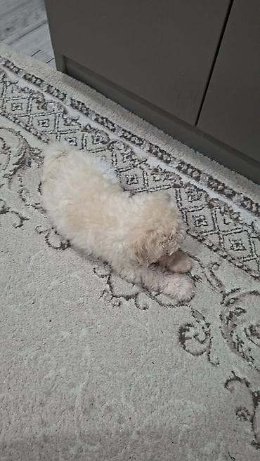 itlerin sekisi: Pudel, Dişi — 5