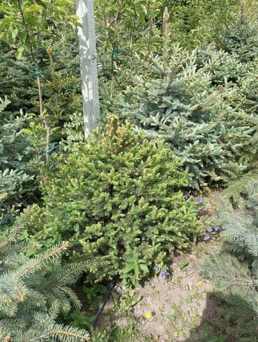 dibcək gulləri ev gulleri ve adlari: Hərkəsə salam😀 Quba ərazisində krimlovski şam ağaclarının topdan və — 5