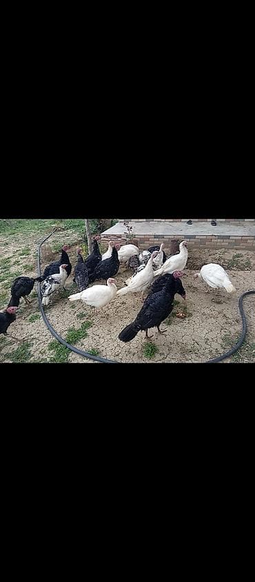 qafqaz coban itləri: Hind toyuqları – müxtəlif rənglərdə - Növ: ev şəraitində bəslənən — 2