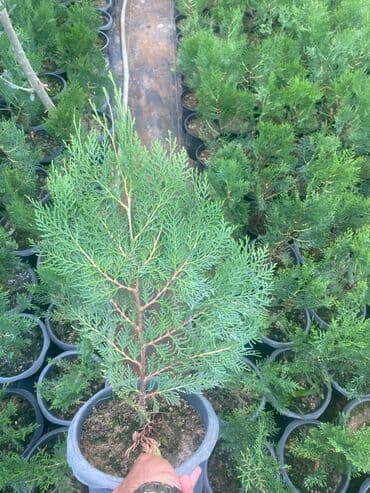 sərv ağacı: 🌿 Konusparis Tuya – Kiçik Sahələr üçün Böyük Gözəllik! 🌿 ✔️ Forması — 3