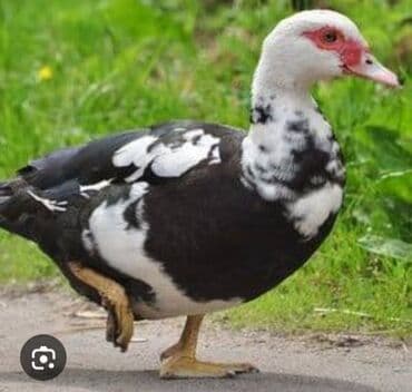 Inəklər, öküzlər: 30 ədəd 2 aylıq Lal ördək balaları. 9 ədəd böyük Lal ördək. 2 ədəd — 1