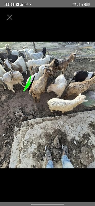 keci satışı: Məhsul: Tüylü yerli cins keçilər sürüsü Təsvir: - Şəkildə müxtəlif — 1