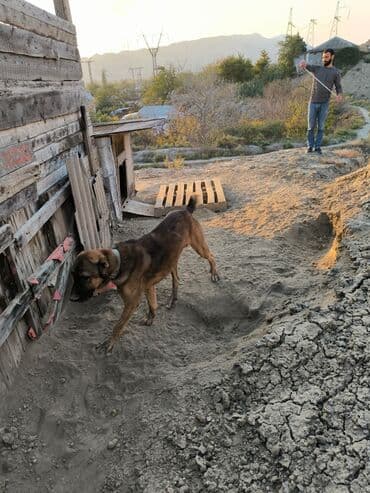maraqli it adlari: İri cüssəli, qısa tüklü, tünd qəhvəyi rəng çalarlarında it. Boy ölçüsü — 2