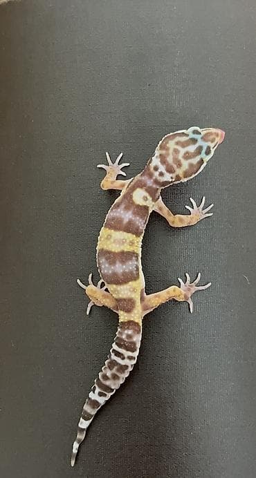 Digər heyvanlar: Bearded dragon ( aqama ) ve gecko ( eublefar ) kertenkele balalari — 5
