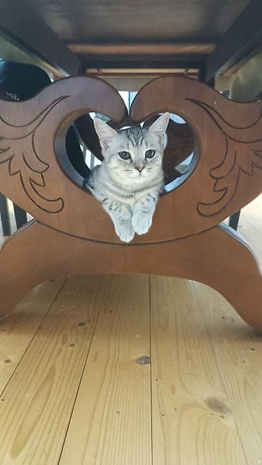 Sotland piwiyi satilir cox munasib qiymete 1yaw qisrlawdirlmiyib qum