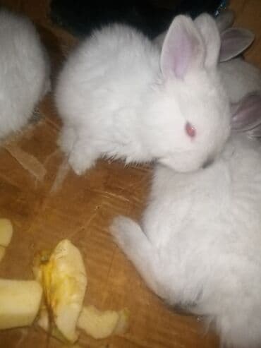 şirin dovşan şəkilləri: Temiz koligorniya dovwanlari .anasi atasi hamsi biryerde satilir.anasi — 3