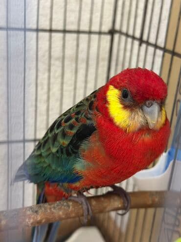 danişan quş: Salam, erkəkdir. 2 yaşı var. Sağlam quşdur. Sarıyanaq rozelladır — 1