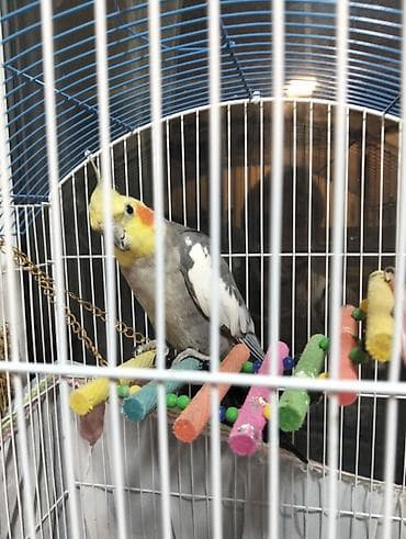 Nimfa (cockatiel) cütü və tam avadanlıqlı qəfəs dəsti - Növlər: Nimfa