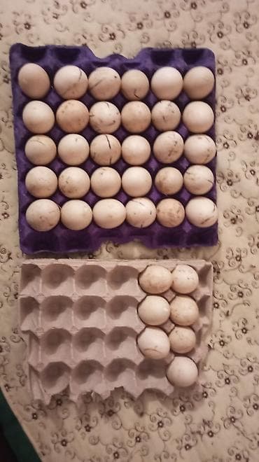 lal ördey: Lal ördək yumtası tam mayalı Erkeylərin Bir Temiz qan lavanda Obiri — 2