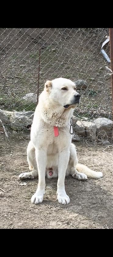 cins heyvanlar: Qafqaz çoban iti, 2 il, Erkek — 2