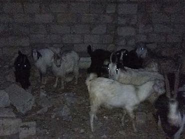 Keçilər, çəpişlər: Erkək, il: 1, 22 kq, Ətlik, Ünvandan götürmə — 3