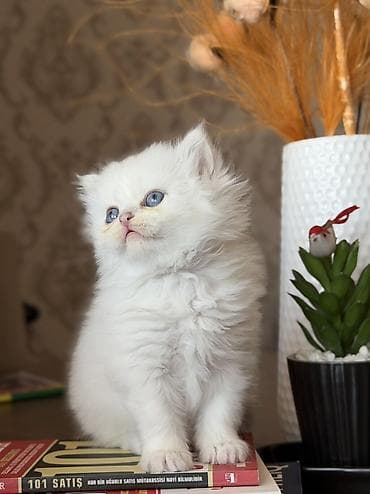 pişik adları erkek: Colorpoint chinchilla erkek — 3