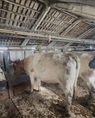 inek satislari: 1 hefteye Rusiyadan satiwa gozel sağlam, sudluk, teze dogmuw,bogaz — 6