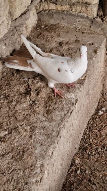 Информатика: Goyercin 20 manata — 2