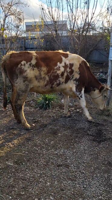 золотистый ретривер цена в баку: Самка, Simental, лет: 9, Для молока, Самовывоз — 4