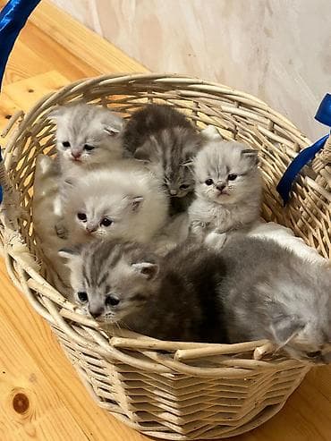 Gözəl pişik balaları – müxtəlif rənglərdə tüklü körpələr - Cins: ev
