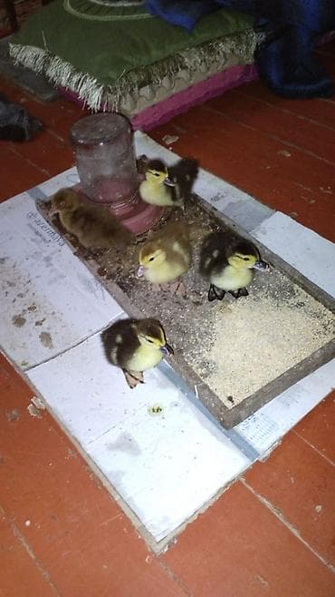 lal ördək balası: Ördək balası — 2