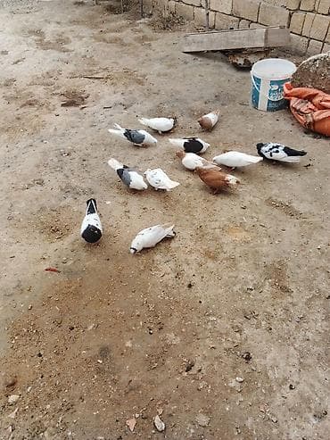 Tək tek fərqli qiymətdir