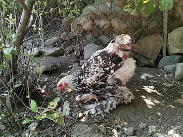 herati xoruzlari: Toyuq, Brama, Damazlıq, Ödənişli çatdırılma — 2