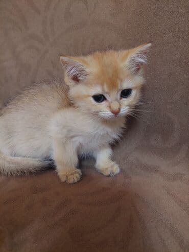 купить шотландского котенка: Золотая шиншилла, Самка, В добрые руки, Самовывоз — 7
