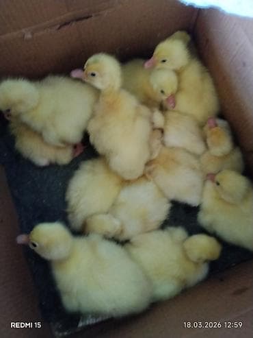 cins qoyun: Məhsul: Linda Qaz balalari satilir — 1