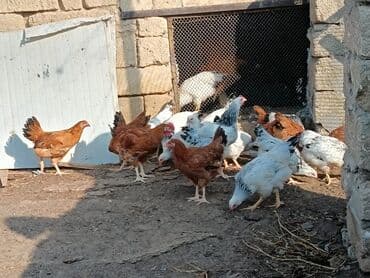 Akvariumlar: Məhsul: Ev quşları – toyuqlar Təsvir: - Şəkillərdə müxtəlif rəngli — 1