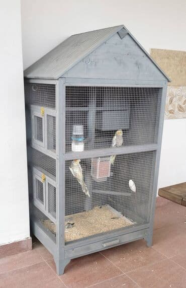 donuz əti satışı: 9 ədəd korella bir ailədən çoxalıb. Hazırda 4 cüt dur yumurtlayır — 2