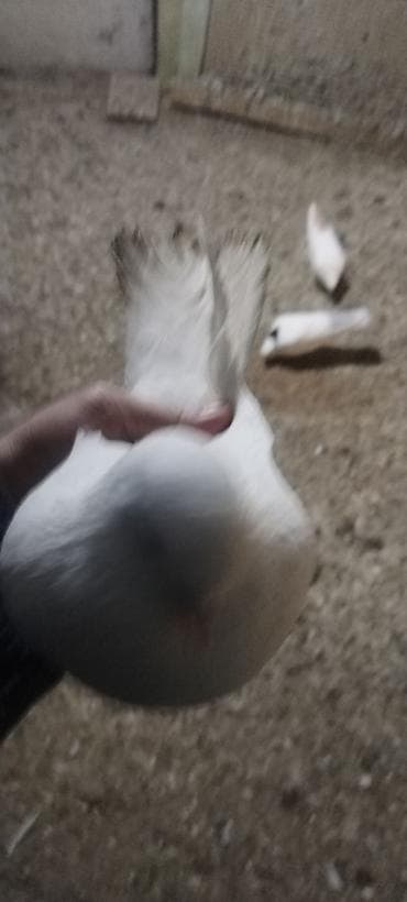 quş adları: Qusdar erkey mayadi tutulma qusdardi hazir cutduler kankiret adamlar — 3