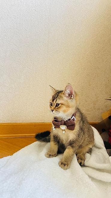 Zərif dizaynlı pişik bəzək yaxalığı - Model: Qəhvəyi toxuma