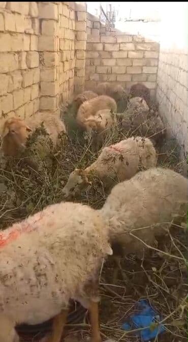 Dişi, il: 5, Damazlıq, Ödənişli çatdırılma