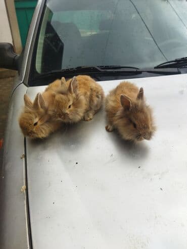 dovşan adları: Dovşan balaları satilir ünvan Bülbülədə yerləşir qırmızı balalar — 2