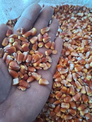 Məhsul: Qarışıq dənlik qarğıdalı (sarı və qırmızı tonlarda) Təsvir: -