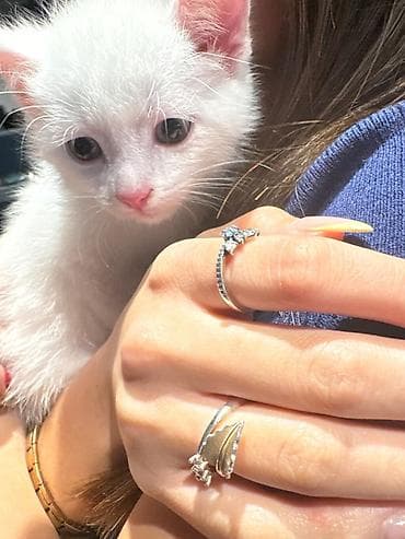 pisik tualeti: Yaxşı əllərə — 4