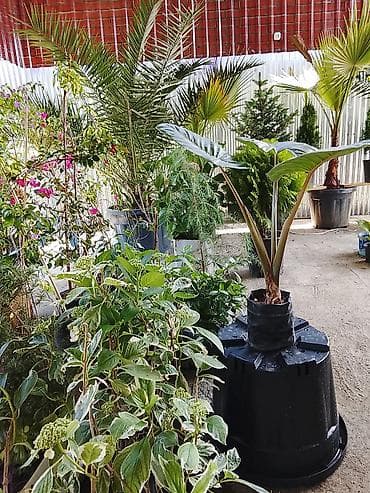 1 yaş dekoru: Yelpazəyarpaq palma (Washingtonia robusta) – qapalı və açıq məkanlar — 6