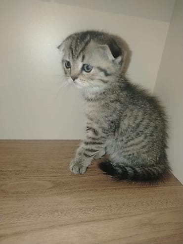 pisiyler: Şotland yastı qulaq — 3