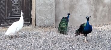 en iri it cinsi: 1 ədəd 4 illik 1 ədəd 2.5 illik erkək qaraqanad. Damazlıq və qan — 7