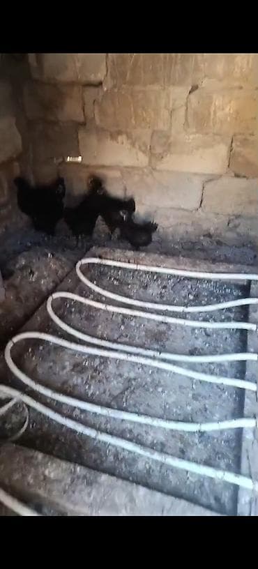 maral sekli: Avstoroq cuceleri 2si 2ayliqdir qalani 1ay yarımlıq ünvan Nardaran — 1