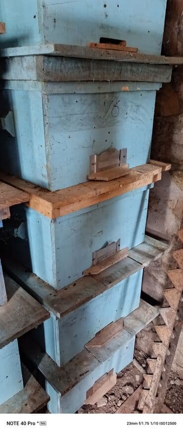 it adlari disi: Arı yeşikləri — 2