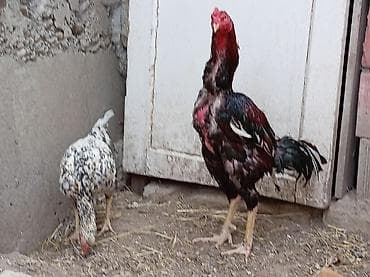 бу ковры: Петух, лет: <1, Самовывоз — 4