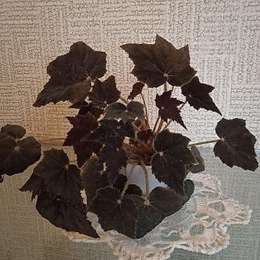 tebii gul sekilleri: Сциндапсус N-Joy — 7