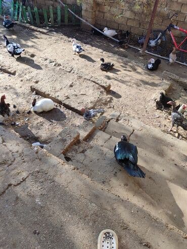 ördek qaz: Erkək, | Lal ördək, Ətlik, Ünvandan götürmə — 4