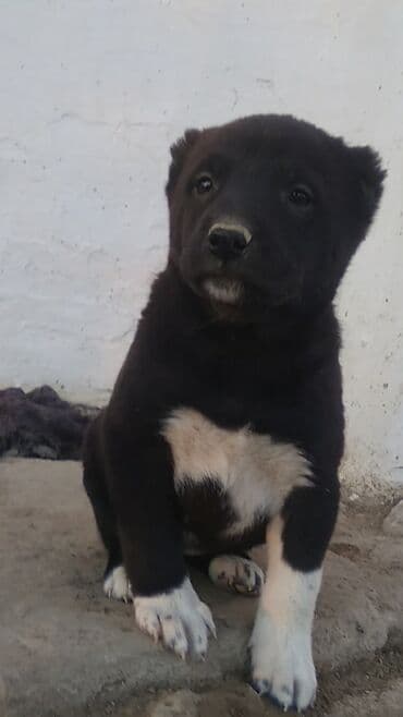 xasqi satisi: 1 ay, Dişi — 6