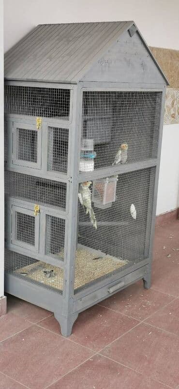 donuz əti satışı: 9 ədəd korella bir ailədən çoxalıb. Hazırda 4 cüt dur yumurtlayır — 3