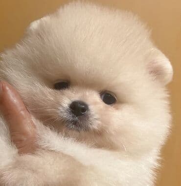 ağ itlər: Şpitz, 2 ay, Dişi — 5